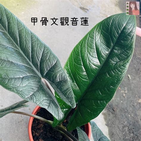 甲骨文 觀音蓮|甲骨文觀音蓮種植：讓你的園藝夢想開花結果 – 植物盆栽綠寶典